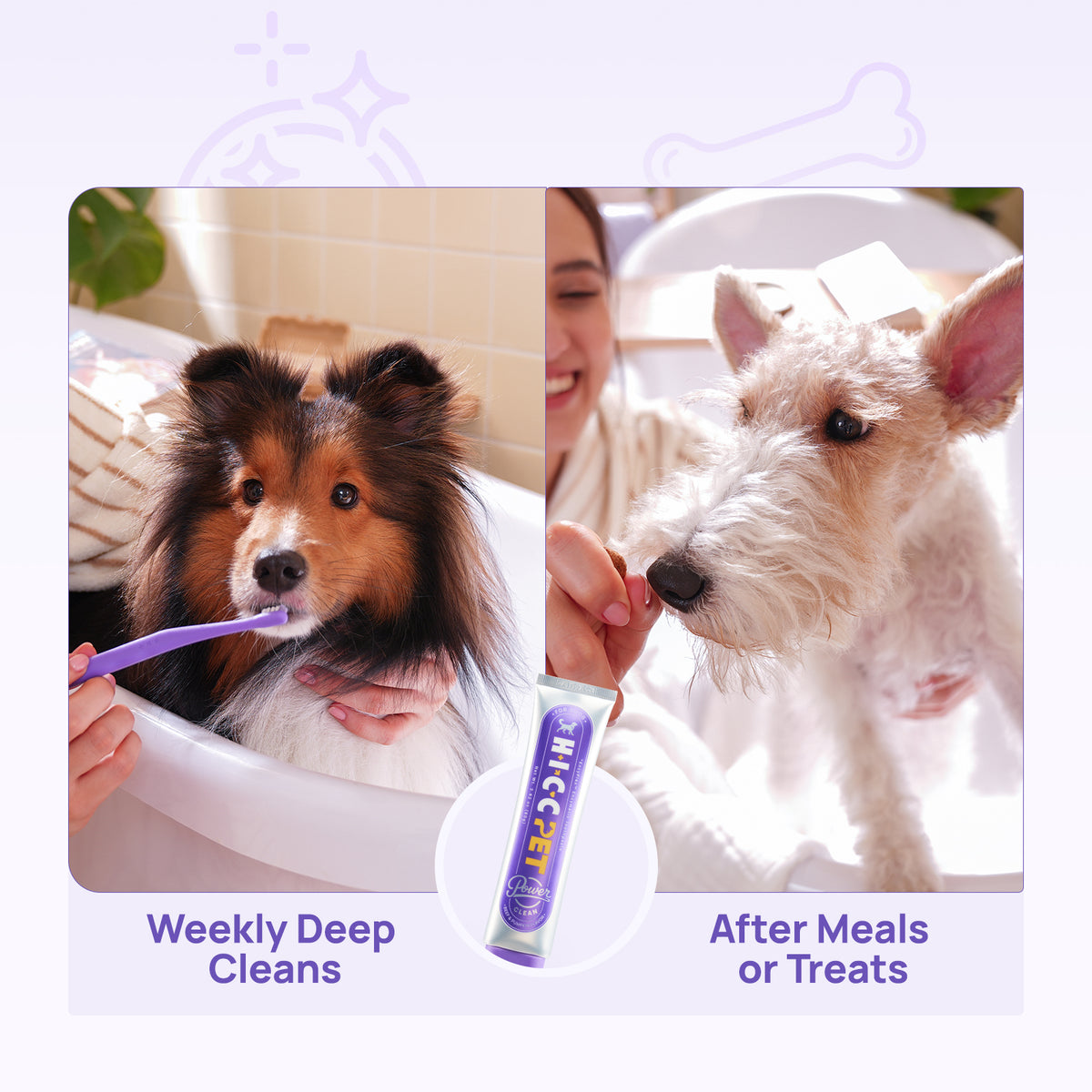 Weekly deep cleans and after-meal touch-ups: HICC PET dog toothpaste tube centered between Shetland sheepdog and terrier brushing scenes