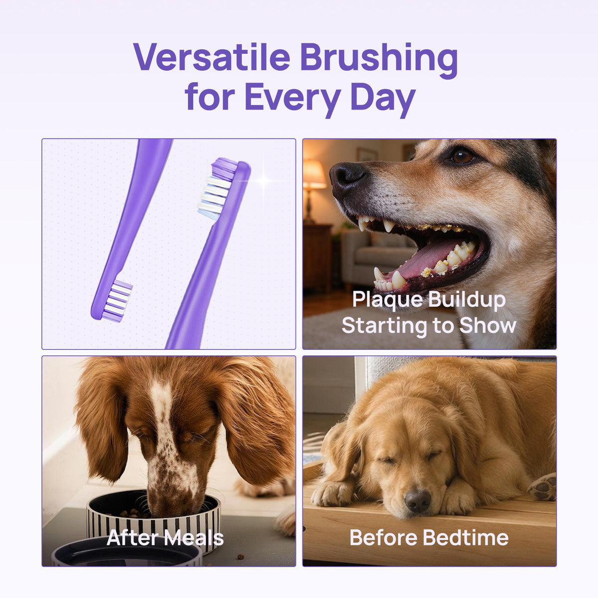 Versatile brushing for every day: HICC PET dual-head toothbrush for plaque control, after meals and before-bed scenarios