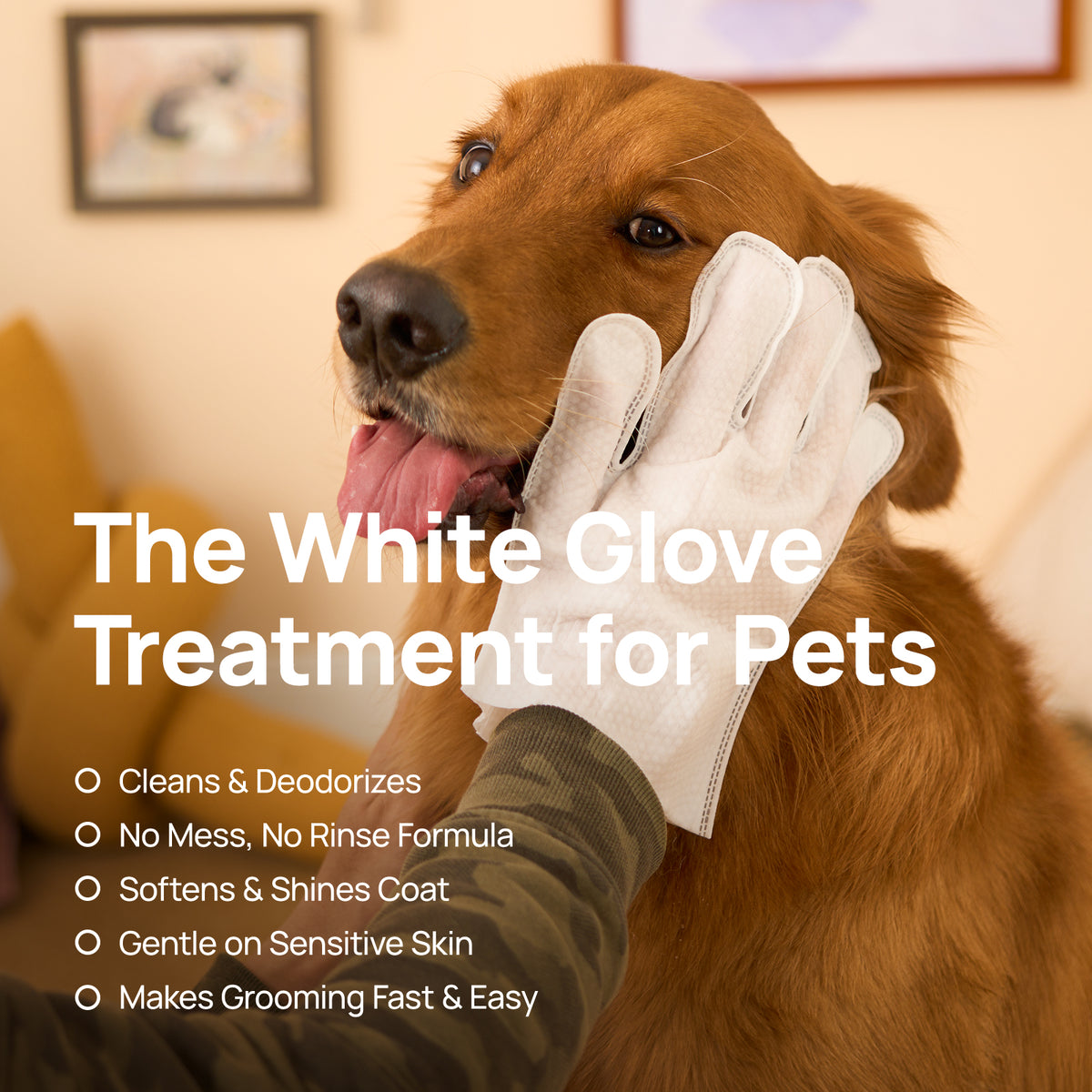 The white glove treatment for pets: HICC PET glove wipes clean and deodorize a golden retriever's face - no rinse, soft, sensitive-skin friendly