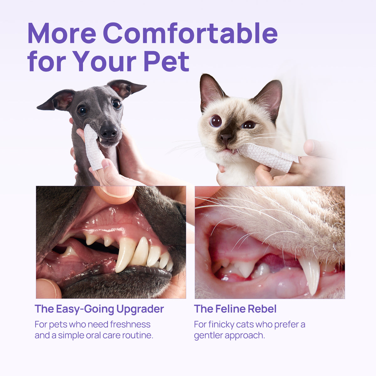 More comfortable for your pet: greyhound and Siamese cat receive HICC PET oral care gel with a soft applicator for gentle dental care