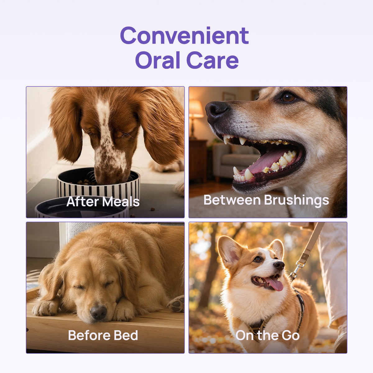 Convenient oral care in four scenarios: HICC PET oral care gel after meals, between brushings, before bed and on the go