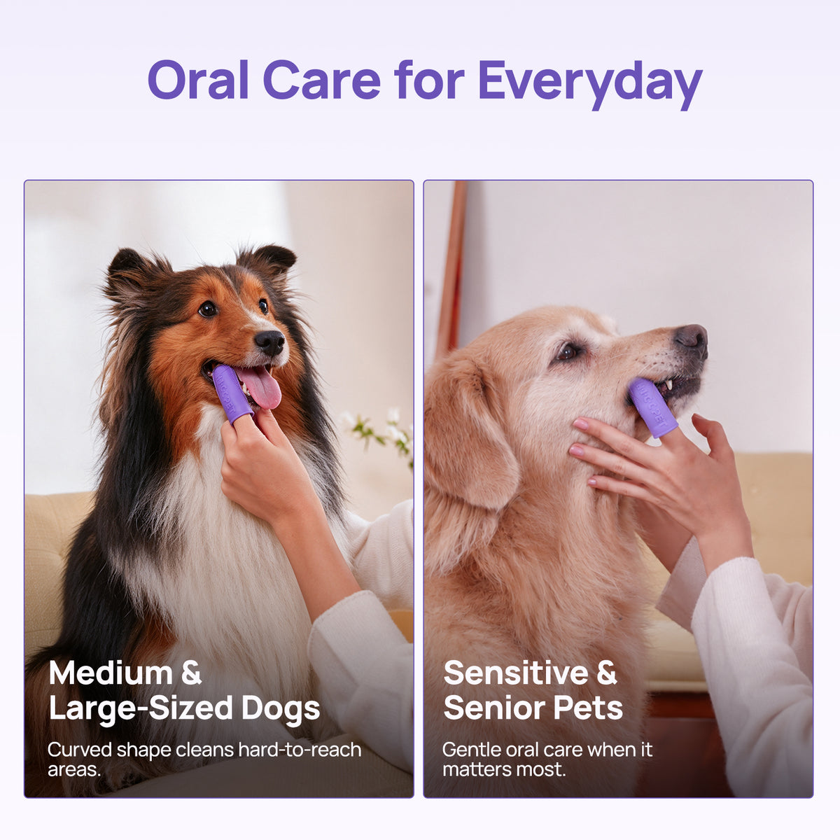 HICC PET silicone finger toothbrush for everyday oral care of medium, large, senior and sensitive dogs - brushing a Shetland Sheepdog and a Golden Retriever at home