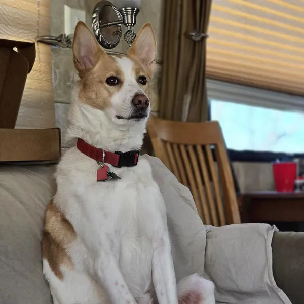 HICCPet Index Reviews Image - 1