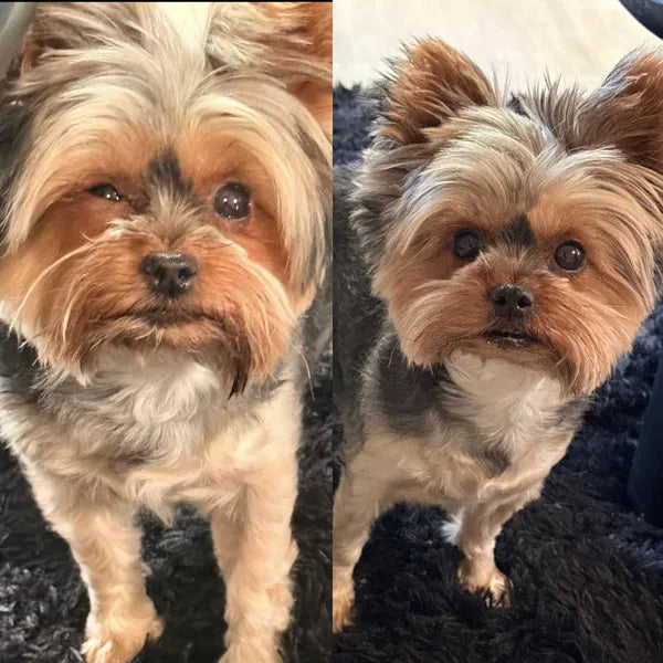 HICCPet Index Reviews Image - 10