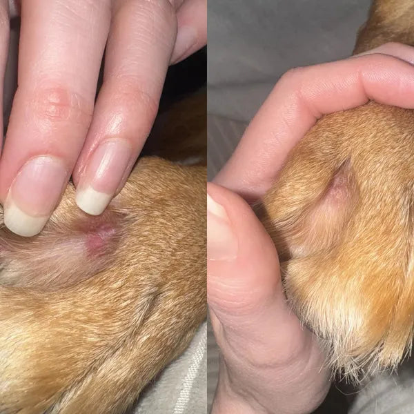 HICCPet Index Reviews Image - 2