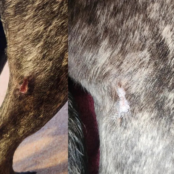 HICCPet Index Reviews Image - 3