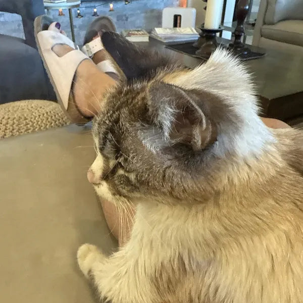 HICCPet Index Reviews Image - 4