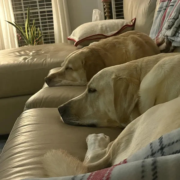 HICCPet Index Reviews Image - 5