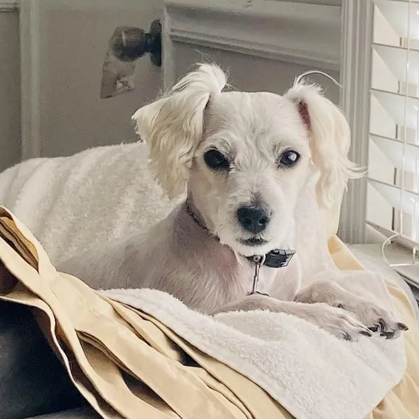 HICCPet Index Reviews Image - 6