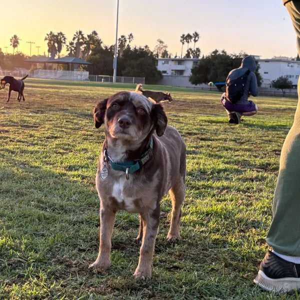 HICCPet Index Reviews Image - 7