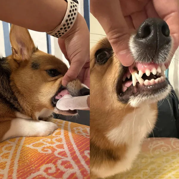 HICCPet Index Reviews Image - 8