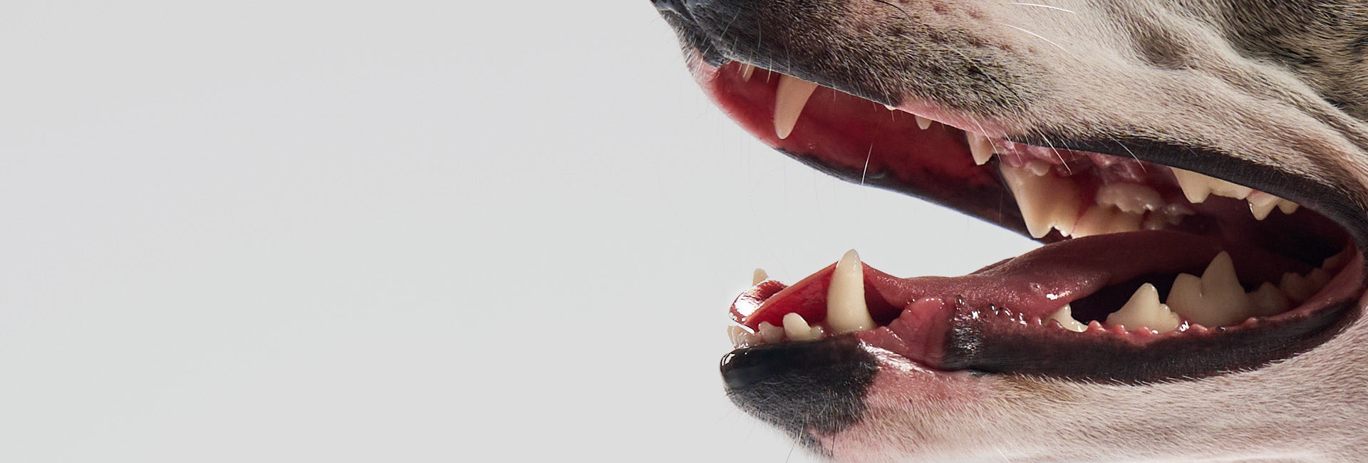 No-Brush Dental Care Made Easy